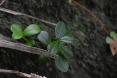 Peperomia urvilleana observed 2026-10-21