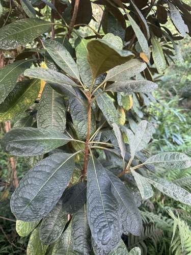 Pittosporum confertiflorum observed 2026-10-20