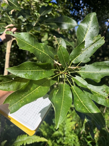 Sapindus oahuensis observed 2026-10-20