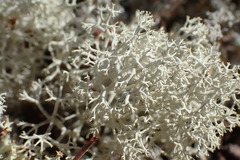 Cladonia arbuscula mitis