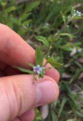 Bothriospermum zeylanicum