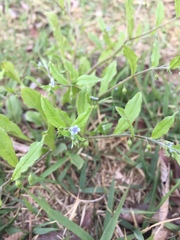 Bothriospermum zeylanicum