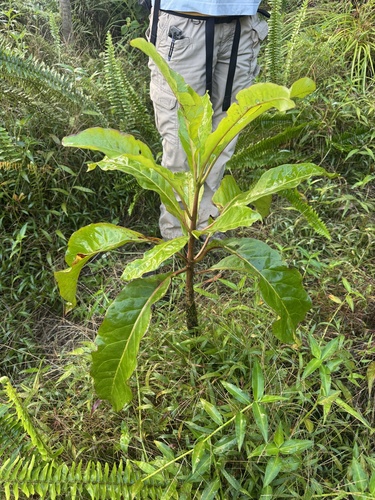 Ceodes umbellifera observed 2026-10-20