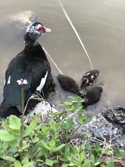 Cairina moschata domestica