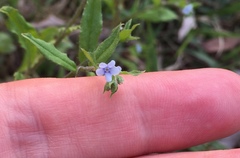 Bothriospermum zeylanicum