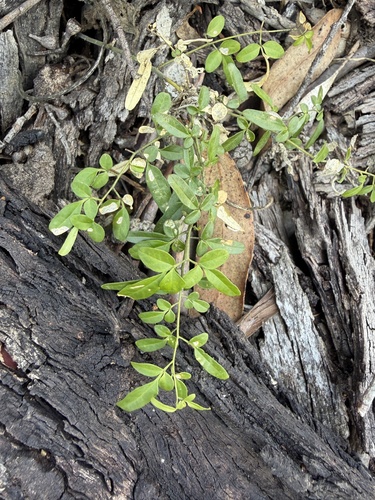 Jasminum didymum observed 2026-10-19