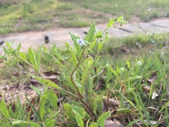 Bothriospermum zeylanicum