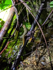 Desmognathus amphileucus