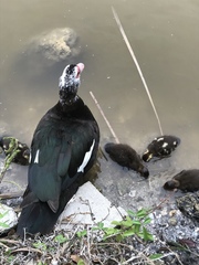 Cairina moschata domestica