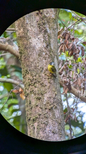 Tregellasia leucops observed 2026-10-20