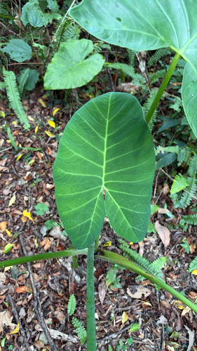 Xanthosoma sagittifolium observed 2026-10-21