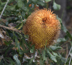 Banksia baueri