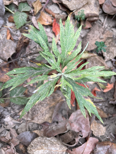 Artemisia douglasiana, 2026-10-20
