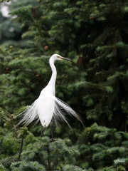 Intermediate Egret photo 4
