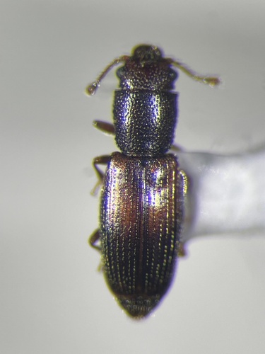 Hesperobaenus abbreviatus observed 2026-03-20