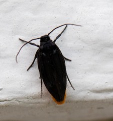 Lepidoptera
