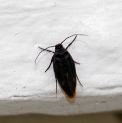Lepidoptera