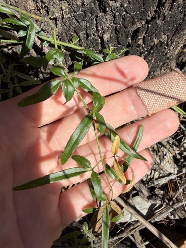 Jasminum didymum observed 2026-10-19