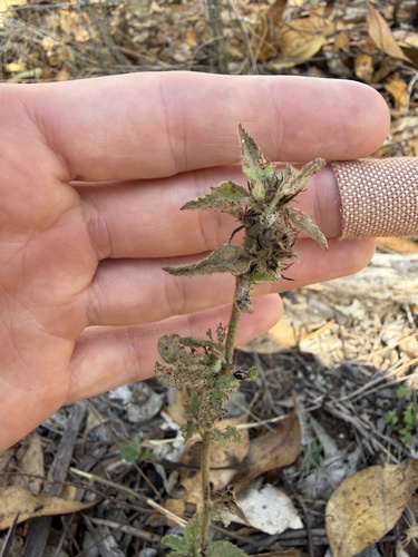 Malvastrum americanum observed 2026-10-19