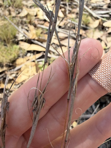 Cymbopogon refractus observed 2026-10-19