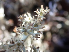 Cladonia arbuscula mitis