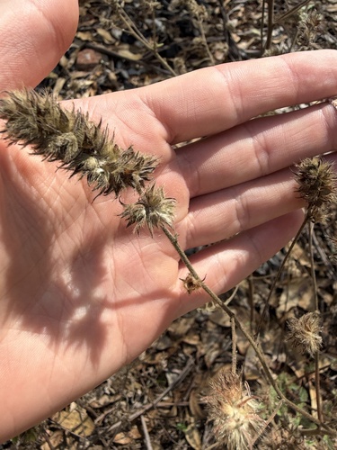 Malvastrum americanum observed 2026-10-19