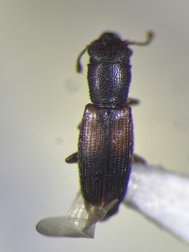Hesperobaenus abbreviatus observed 2026-03-20