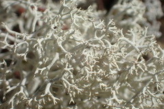 Cladonia arbuscula mitis