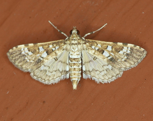 Salvinia Stem Borer Moth