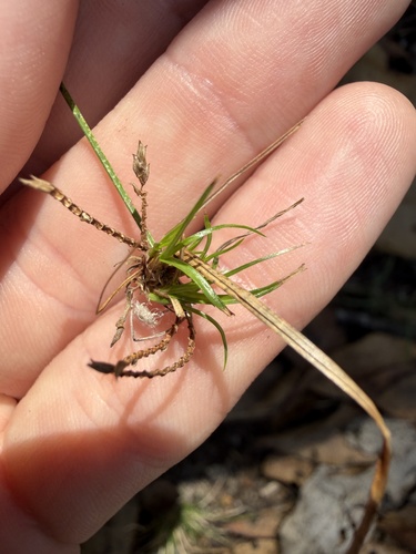 Cyperus gracilis observed 2026-10-19