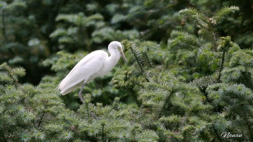 Medium Egret