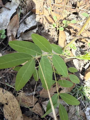 Senna sophera observed 2026-10-19