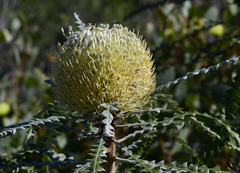 Banksia speciosa