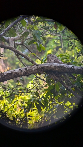 Podargus papuensis observed 2026-10-15