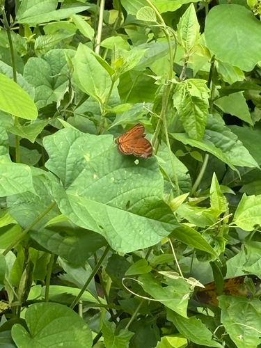 Junonia hedonia