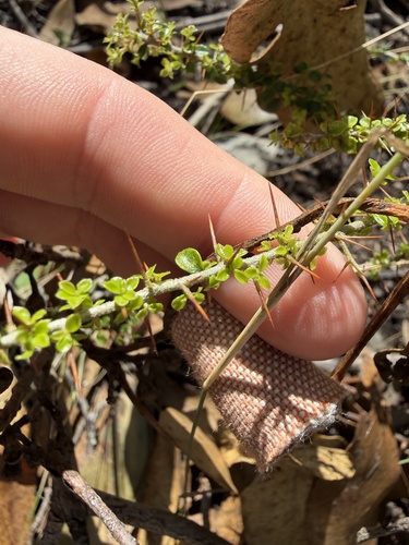 Pittosporum spinescens, 2026-10-19