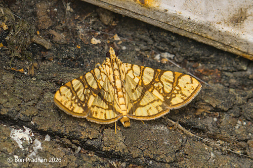 Margaronia observed 2026-10-20