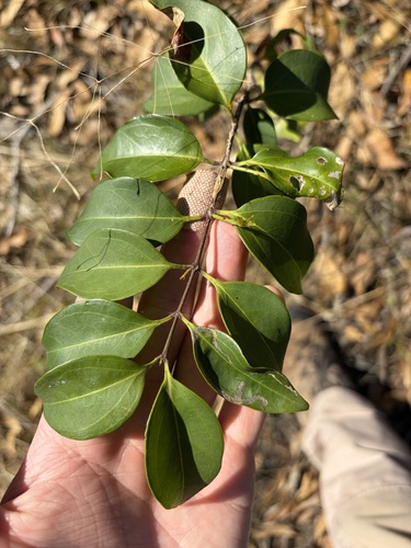 Jasminum simplicifolium observed 2026-10-19
