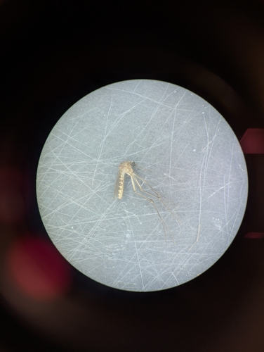 Culex quinquefasciatus, 2026-10-21