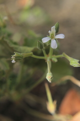 Pelargonium odoratissimum