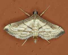 Marasmia trapezalis