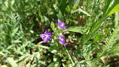 Legousia