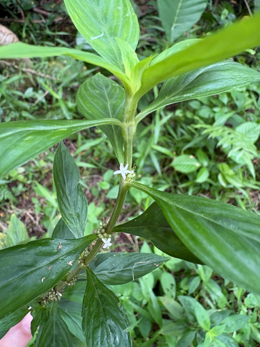 Spermacoce ocymifolia observed 2026-10-21