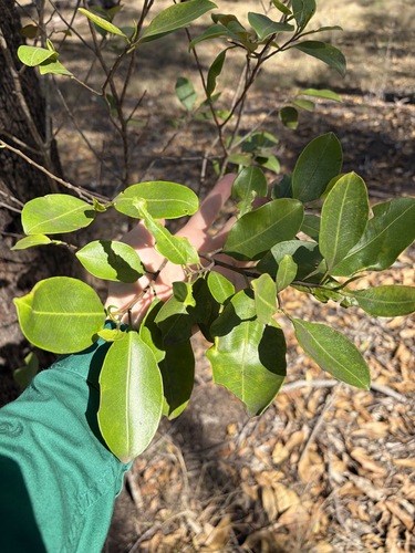 Geijera salicifolia observed 2026-10-19