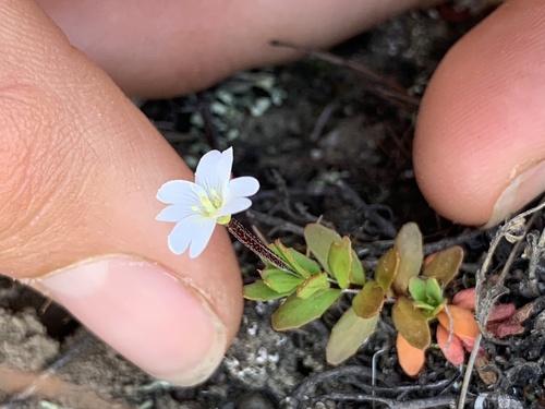 Epilobium glabellum observed 2026-10-12