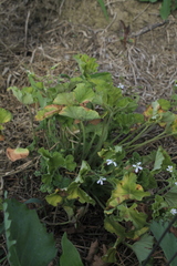 Pelargonium odoratissimum