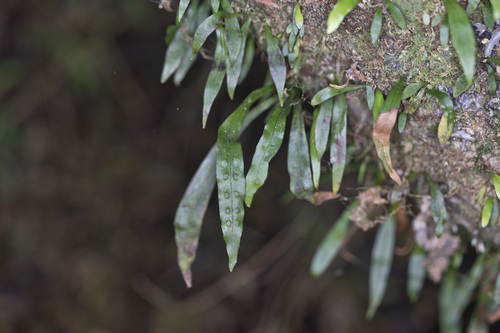 Dictyopteris observed 2026-10-17