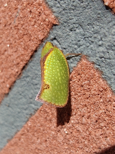 Marginella observed 2026-10-21