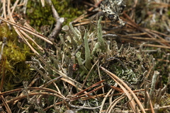 Cladonia sulphurina
