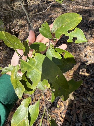 Geijera salicifolia observed 2026-10-19